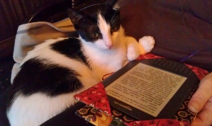 kindle cat (2)