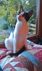 qUEEN OF THE cUSHION