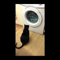 Loki helping with the washing