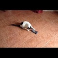 Molly plays