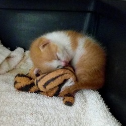 Apricot Orphan Kitten