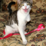Hebe, a kitten with a broken leg