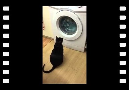 Loki helping with the washing