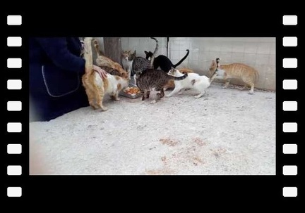 the northeast colony