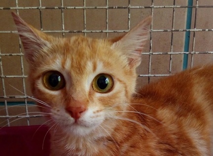 Tigerlilleyarrives.E