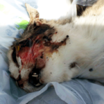 Bin cats beaten to death in Kokkino Chorio