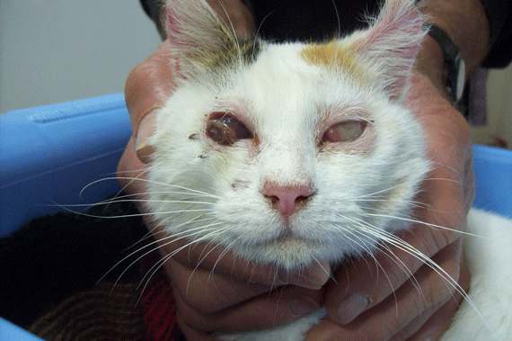 Appeal for blind kitty