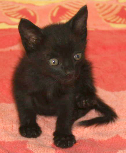 Urgent appeal kitten adoption