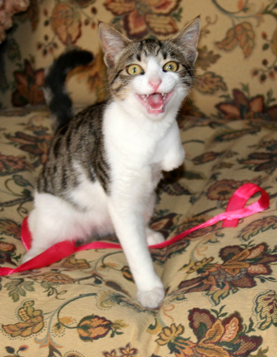 Hebe, a kitten with a broken leg