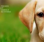 Friends of Animals Rethymno launches new website