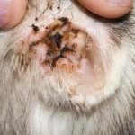 Free Clinic to take feline skin/fur & ear canal samples