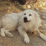 Andreas Liodakis Illegal Dog Breeder in Chania Court