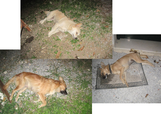 Cats & Dogs poisoned in Kalamitsi-Exopoli area