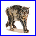 Guidelines for Feral Cat Caretakers