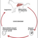 Coccidia in Kittens