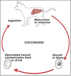 Coccidia in Kittens
