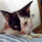 Appeal for help with three severely disabled cats