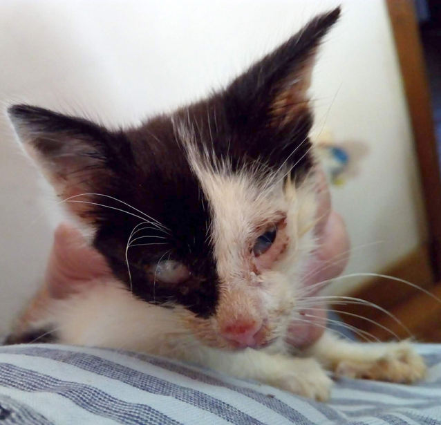 Appeal for help with three severely disabled cats