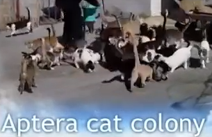 Aptera Cat Colony