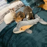 Fifi, Mimi, Harley & Marley nobbin-mimi-fifi