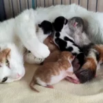 Mummy & Kittens
