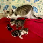 411295fe-0611-401b-8665-b339c44adff3