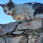 Huge thanks from our cold cats! food2603