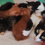Kittens galore! Mummy cat with her kittens