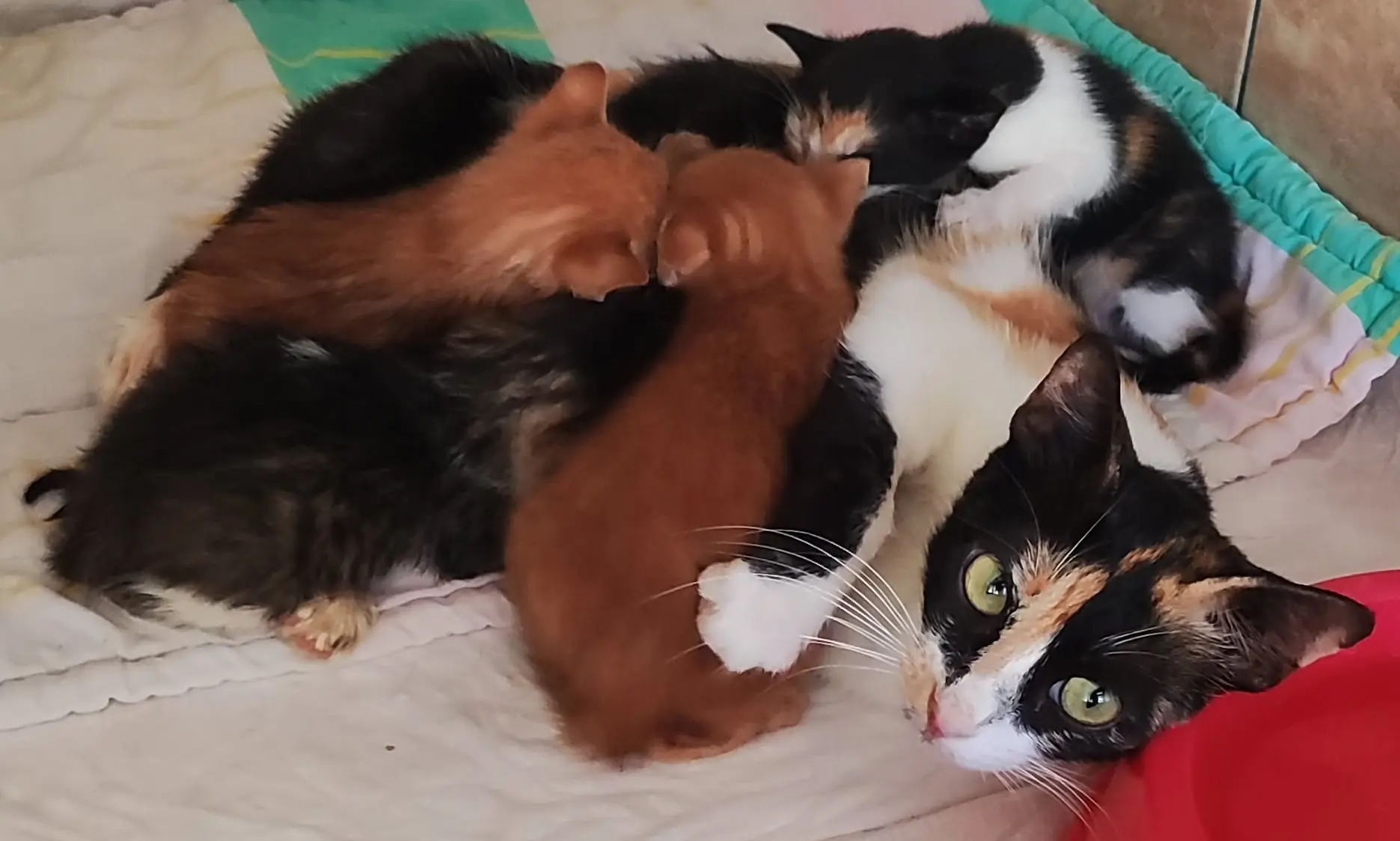 Mummy cat with her kittens
