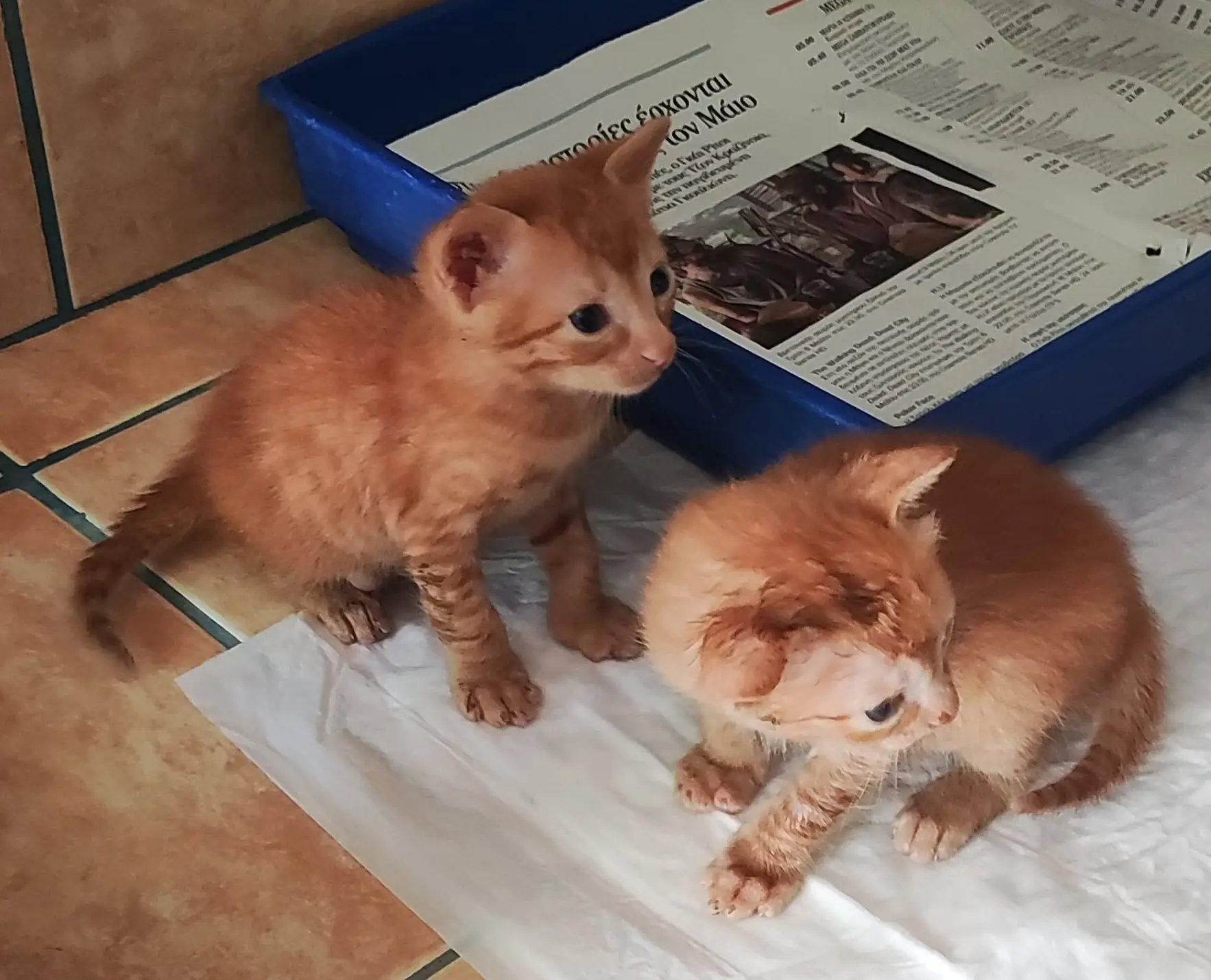 Pinky and Perky