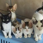 SEVEN INNOCENT LIVES – ABANDONED TO DIE IN THE WORST STORMS FOR YEARS. IMG_20261007_133301